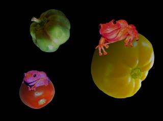 FloatingFrogs