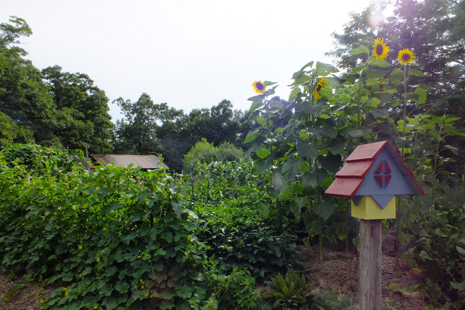 Picture of The Farm