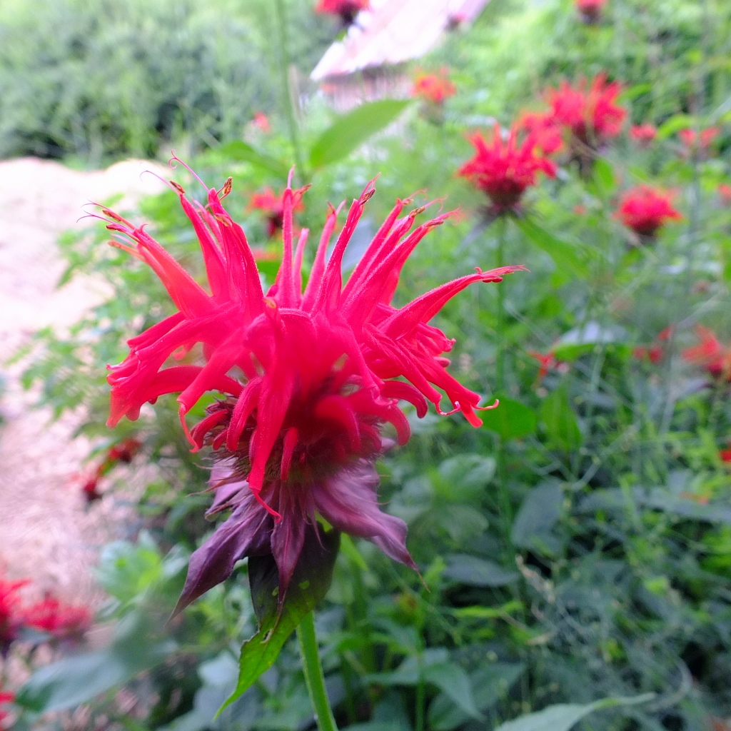 Red Bee Balm