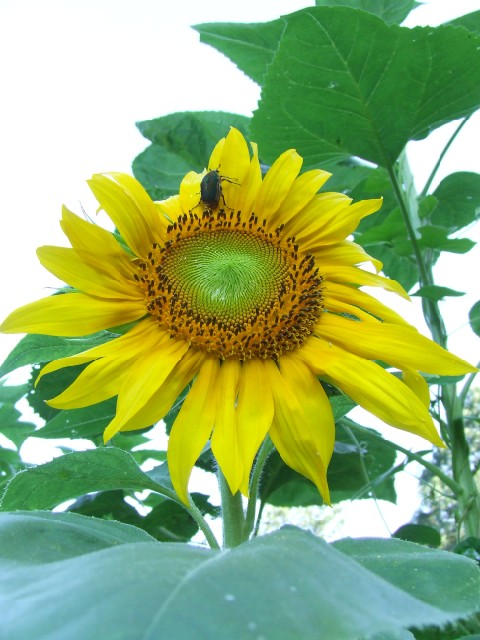 Sunflower Picture