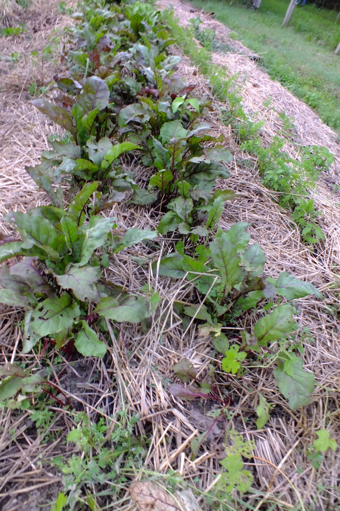 Beets