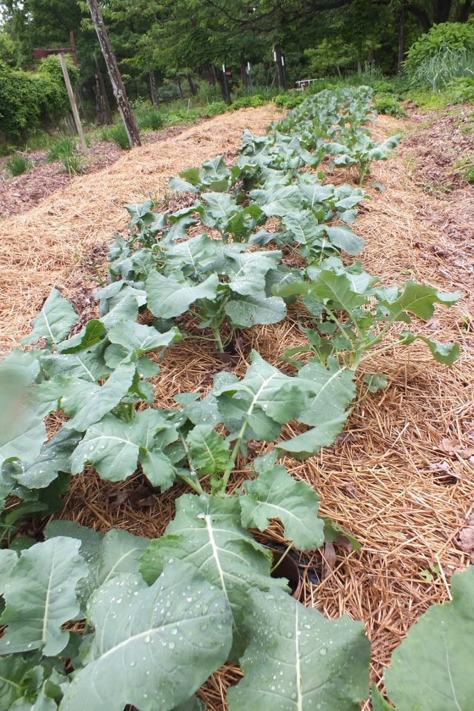 Broccoli Row