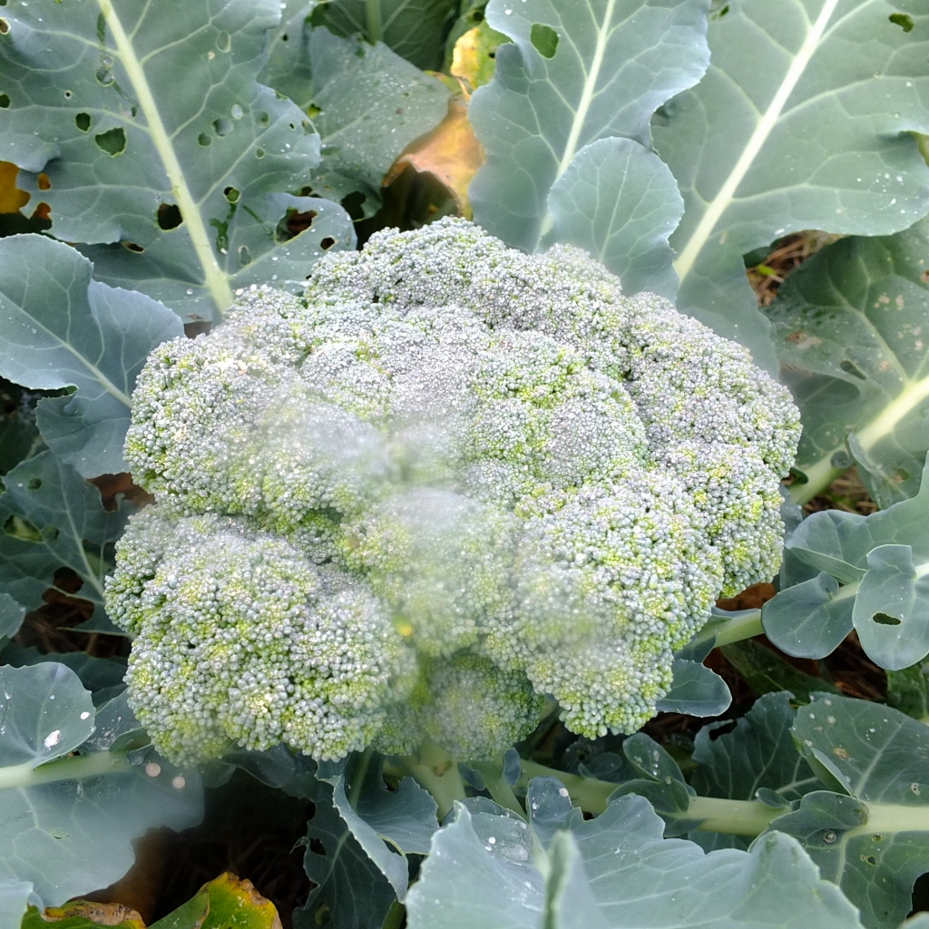 Broccoli