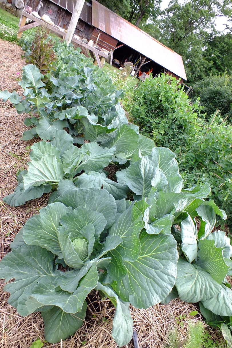 Cabbage