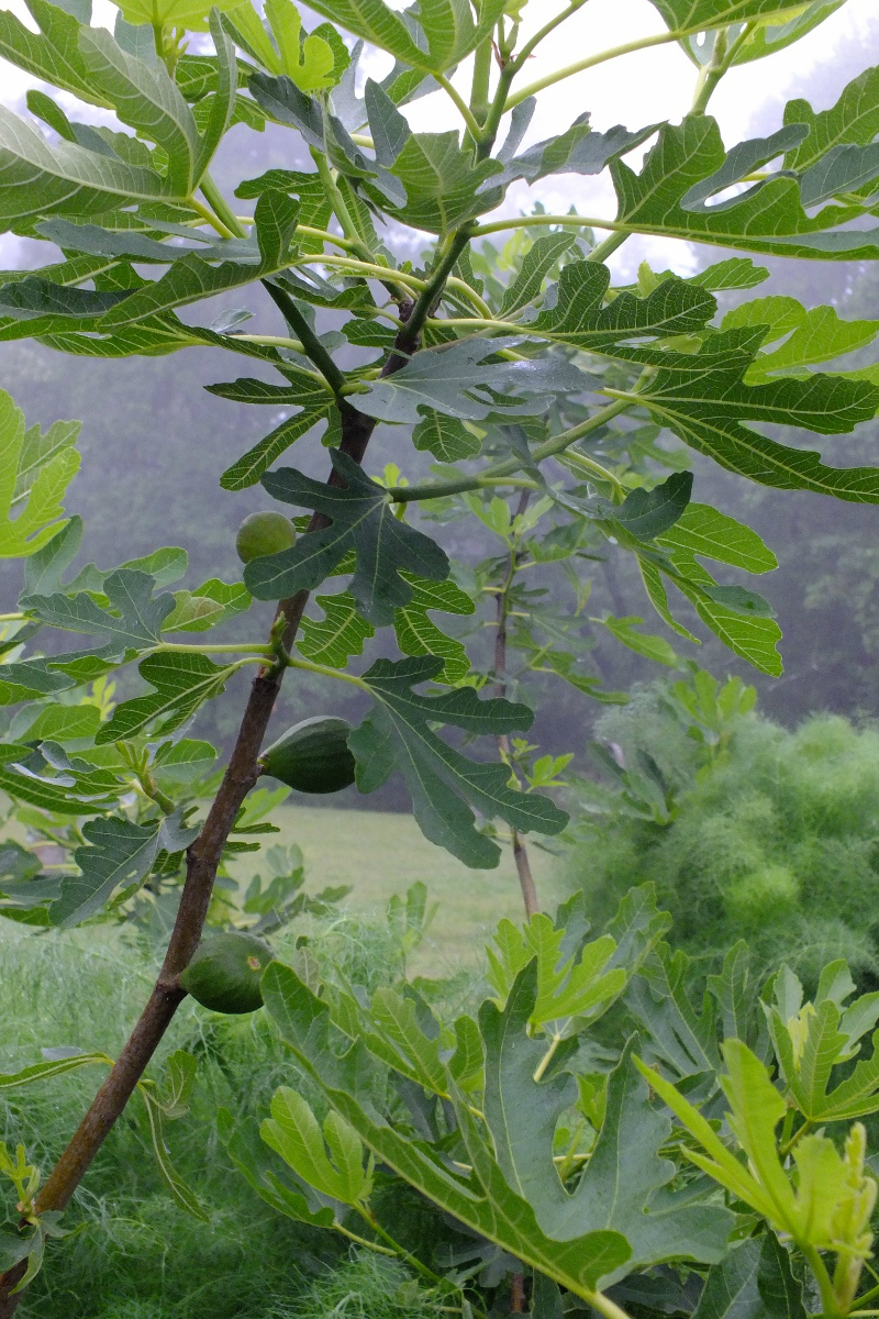 Figs