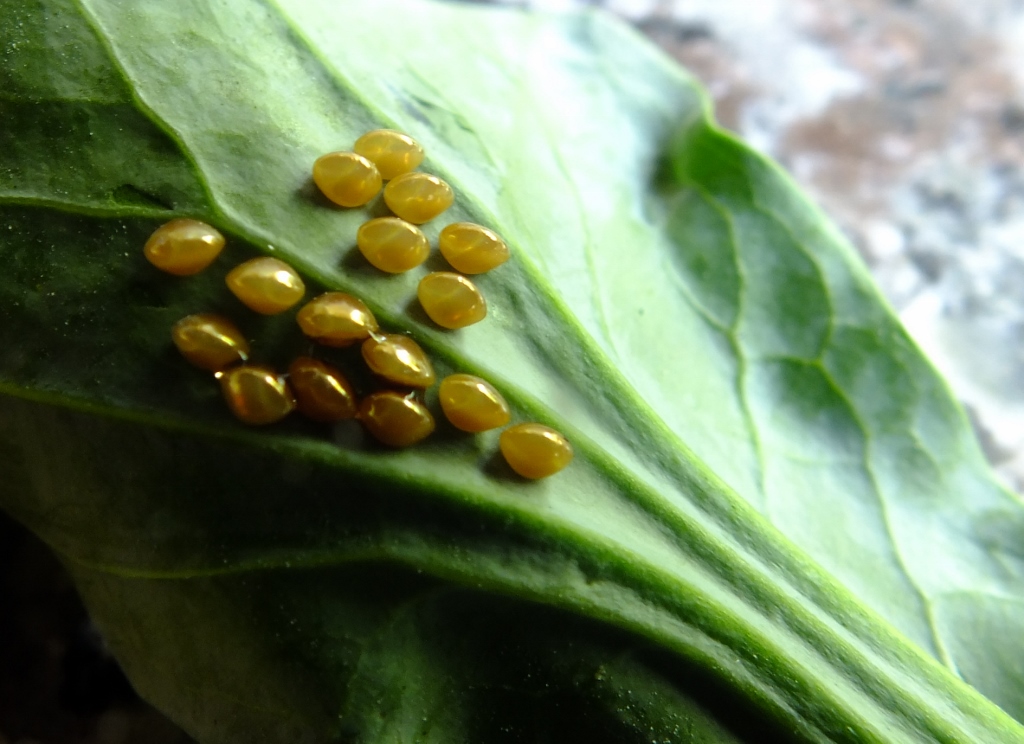 Bug Eggs