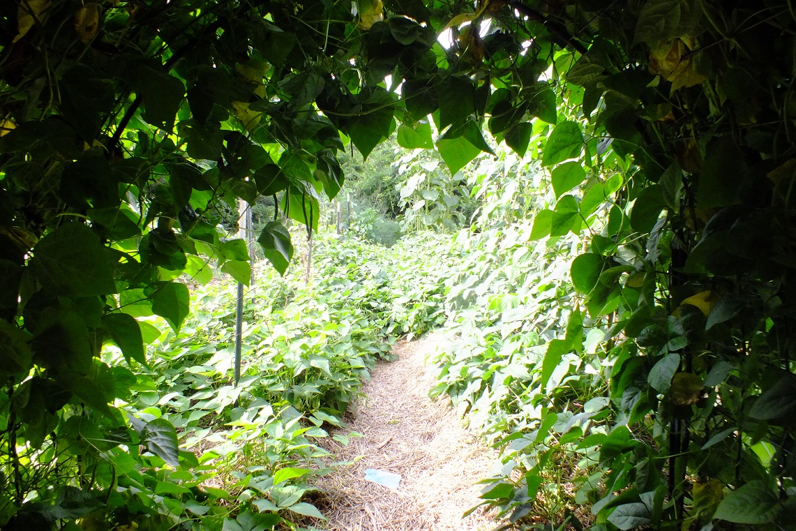 BeanTunnel