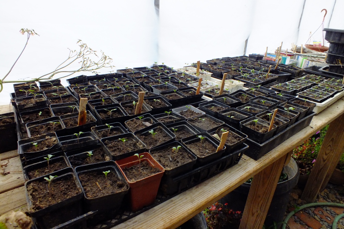  Seedlings