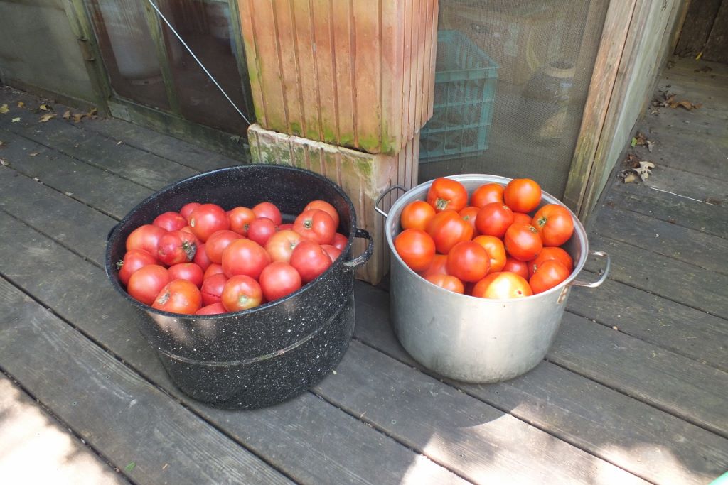 Tomatoes