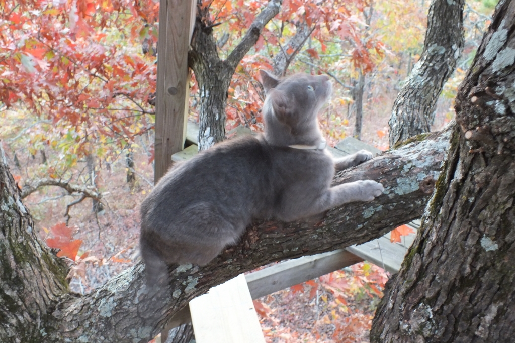 Cat on Catwalk
