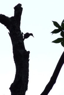 Woodpecker