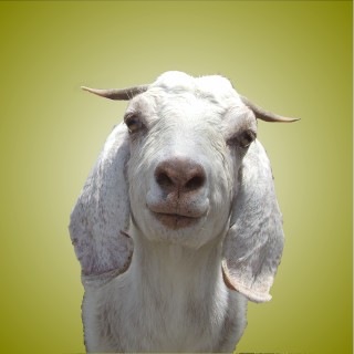 Goat