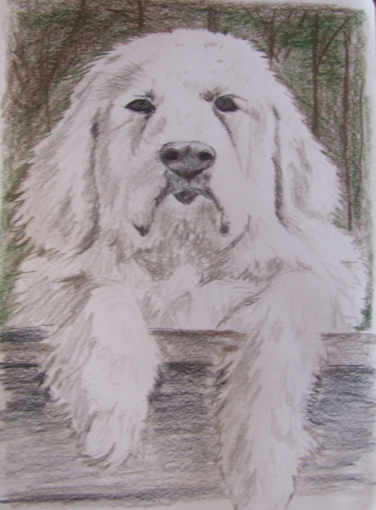 Picture Dog