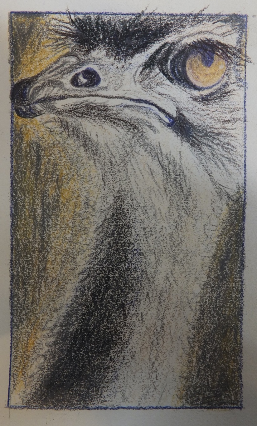 Ostrich Drawing
