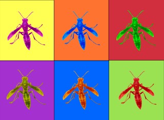 Wasps